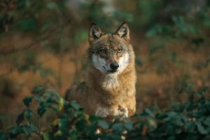 Εντοπισμός του λύκου στη Χαλκιδική μετά από επιθέσεις