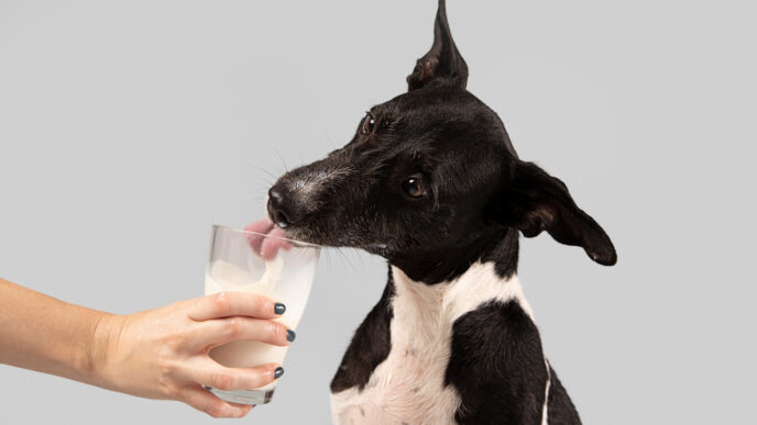 Γιατί ο σκύλος μου βήχει αφού πιει νερό;
