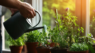 How Often Should You Water Plants